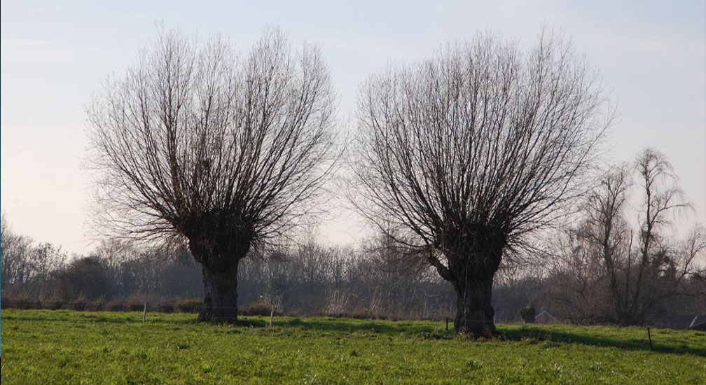 Stiltewandeling Tull en t Waal