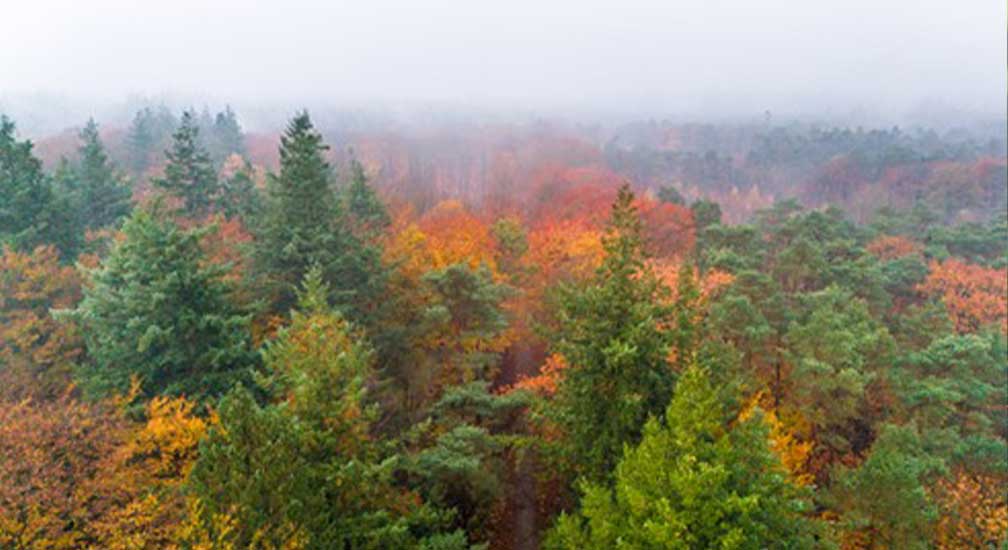 inspirerend stilte-drieluik op de Veluwe NSG