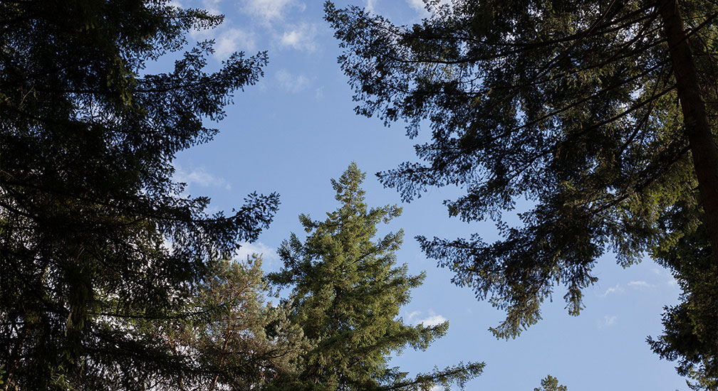 Stiltewandeling op de Veluwe
