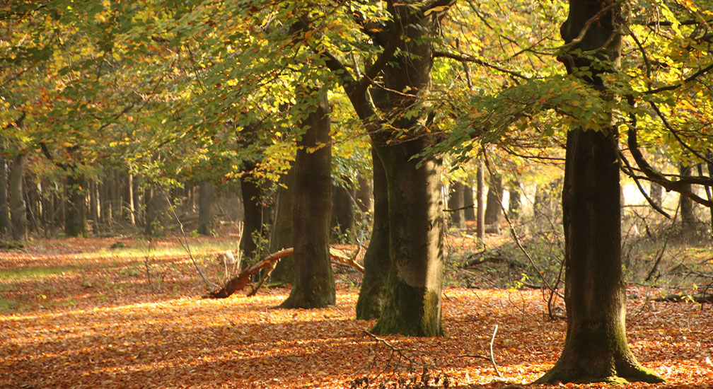In stilte genieten van de natuur in De Maashorst