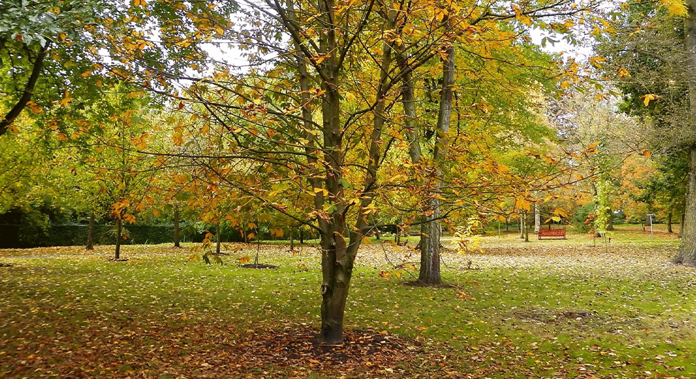 Stiltewandeling Oudenbosch