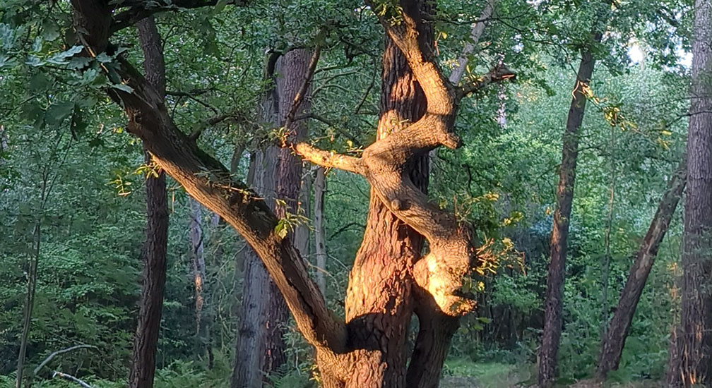 Zintuiglijke wandeling Huijbergen