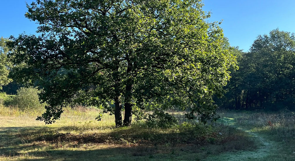 Natuurwandeling door de Maashorst met IVN Oss